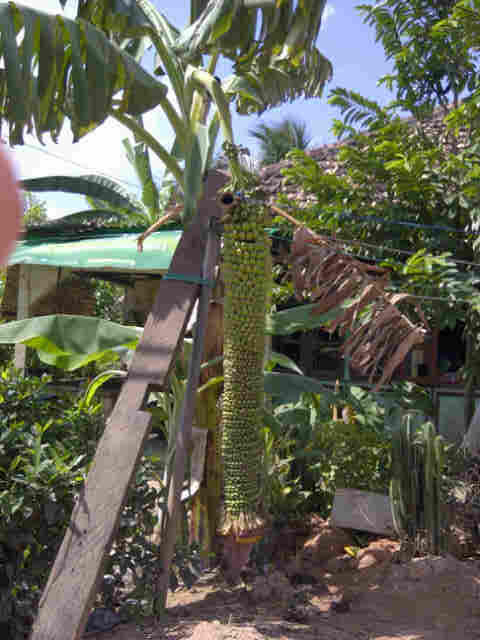 Pisang Aneh dan terbanyak