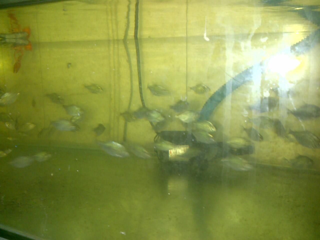anakan piranha red belly