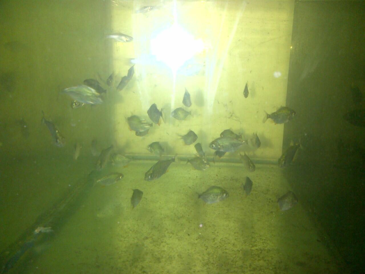anakan piranha red belly