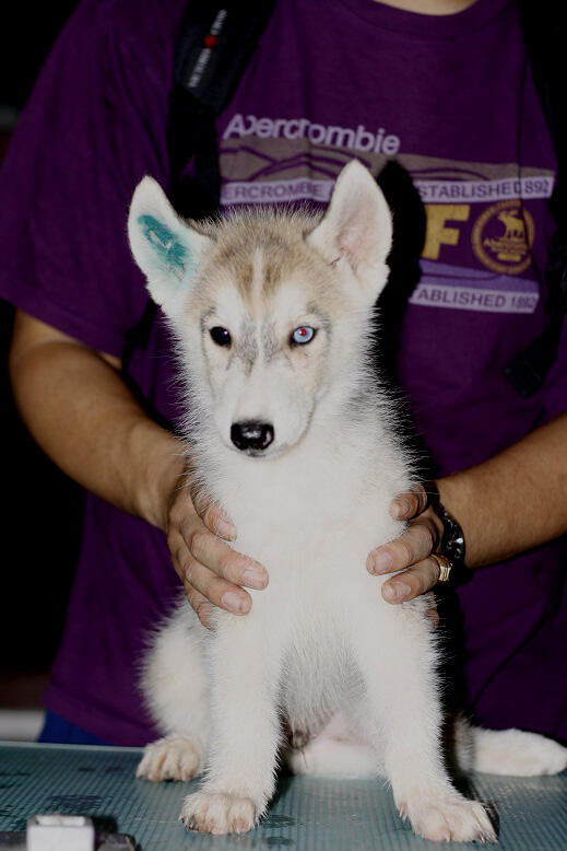 WTS Siberian Pupies good Quality