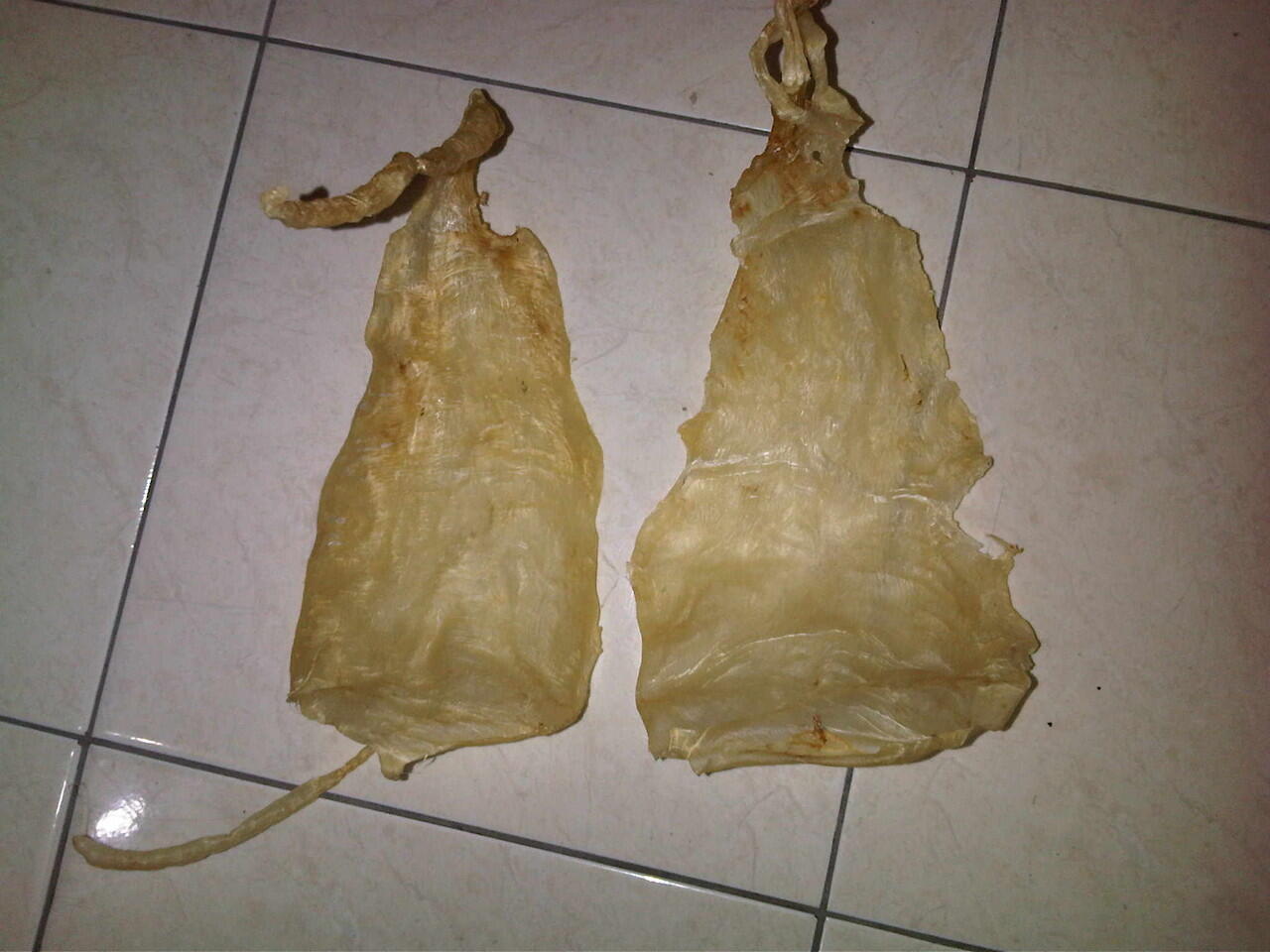 Terjual Dibeli Gelembung ikan / perut ikan kakap putih 