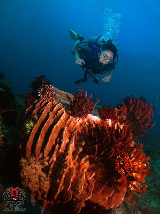 Belajar diving di jakarta