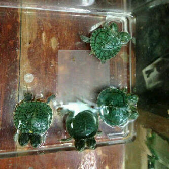 jual Suplaier Kura-kura jenis macem2 ...hrga pdagang yg psti...
