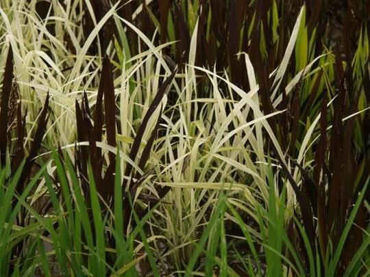 Pemandangan Sawah Terindah di Salah Satu Kota Jepang