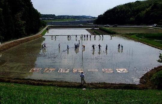 Pemandangan Sawah Terindah di Salah Satu Kota Jepang