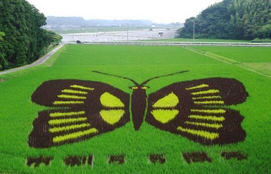 Pemandangan Sawah Terindah di Salah Satu Kota Jepang