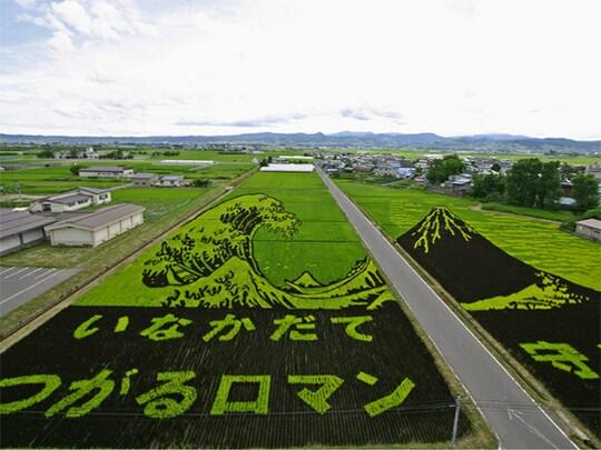 Pemandangan Sawah Terindah di Salah Satu Kota Jepang