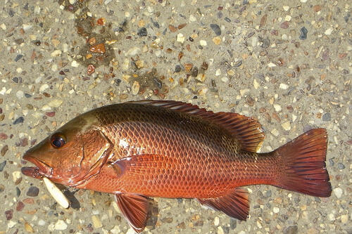 Tips Mancing Mangar (mangrove Jack )