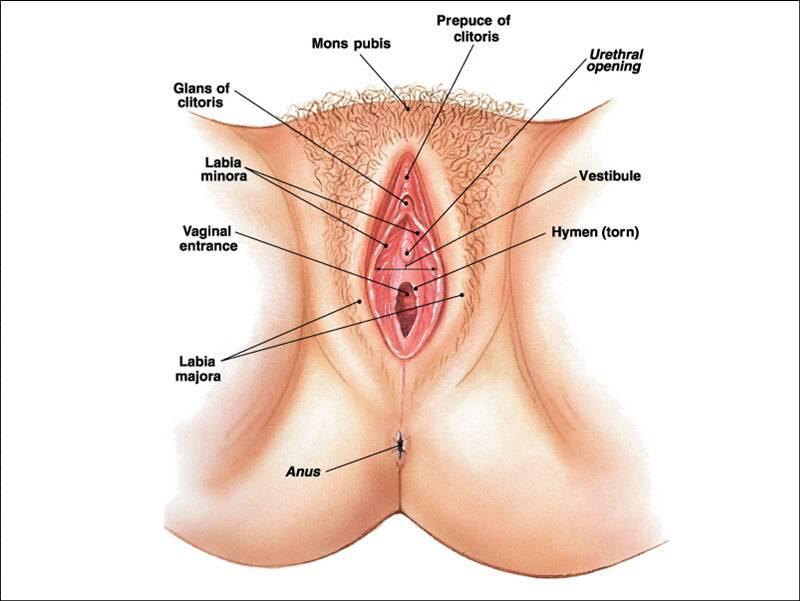 Hey para perempuan ,, kenali organ Genitalia mu...!!!