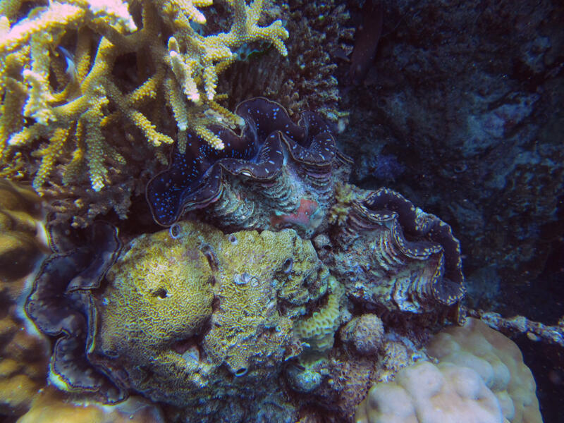 &#91;SHARE&#93; Freediving di Pulau Menjangan