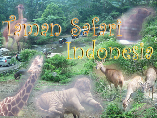 HOT NEWS!!!!!!! JANGAN KE TAMAN SAFARI INDONESIA