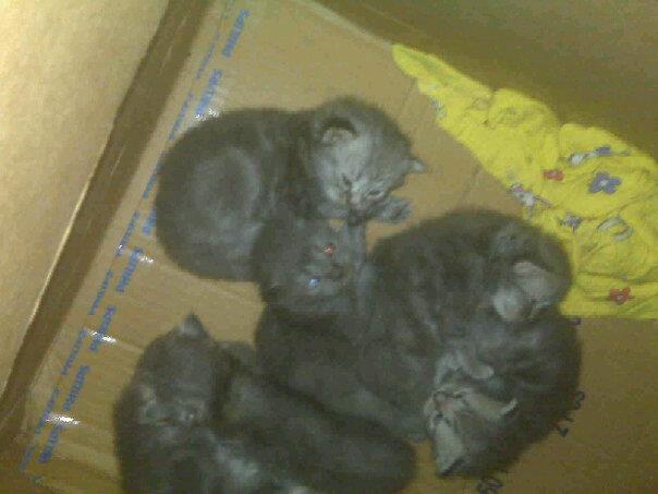 Jual kiten kucing persiaa