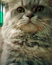 Jual kiten kucing persiaa