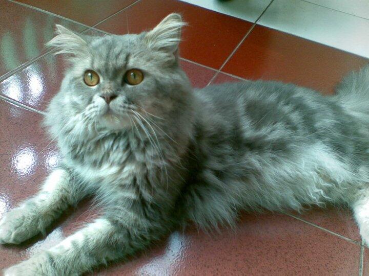 Jual kiten kucing persiaa