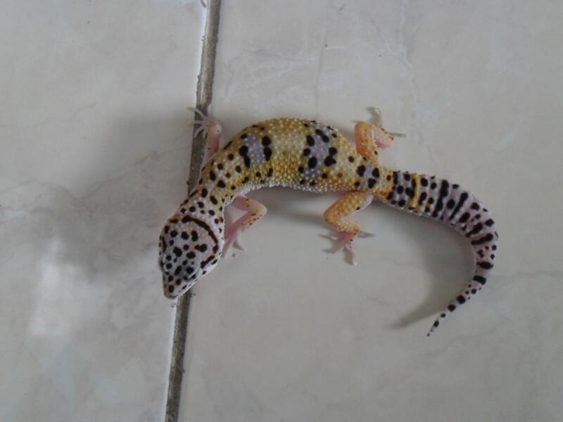 morph gecko satuan atau borongan