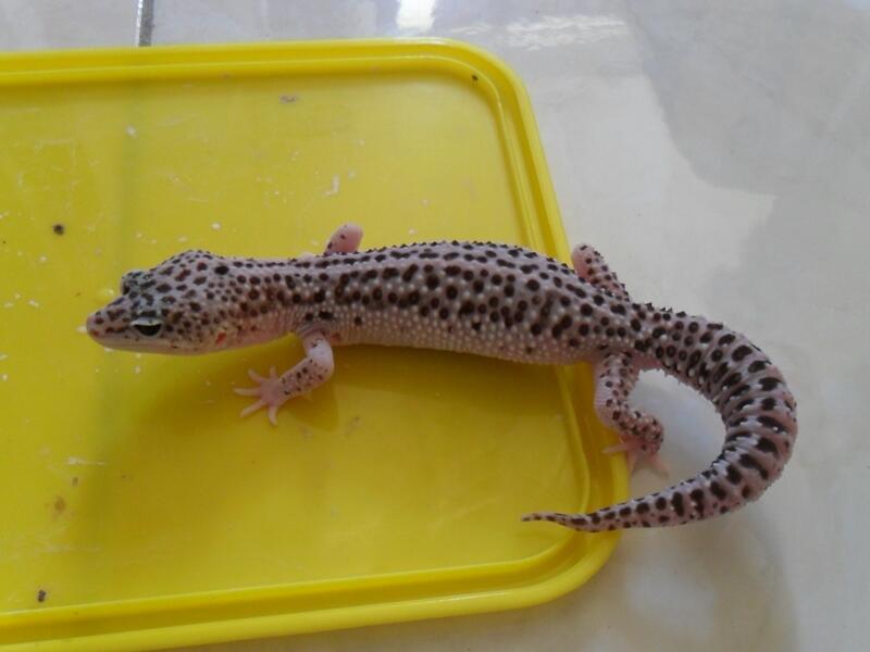 morph gecko satuan atau borongan