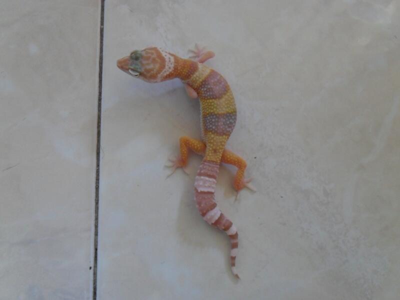 morph gecko satuan atau borongan