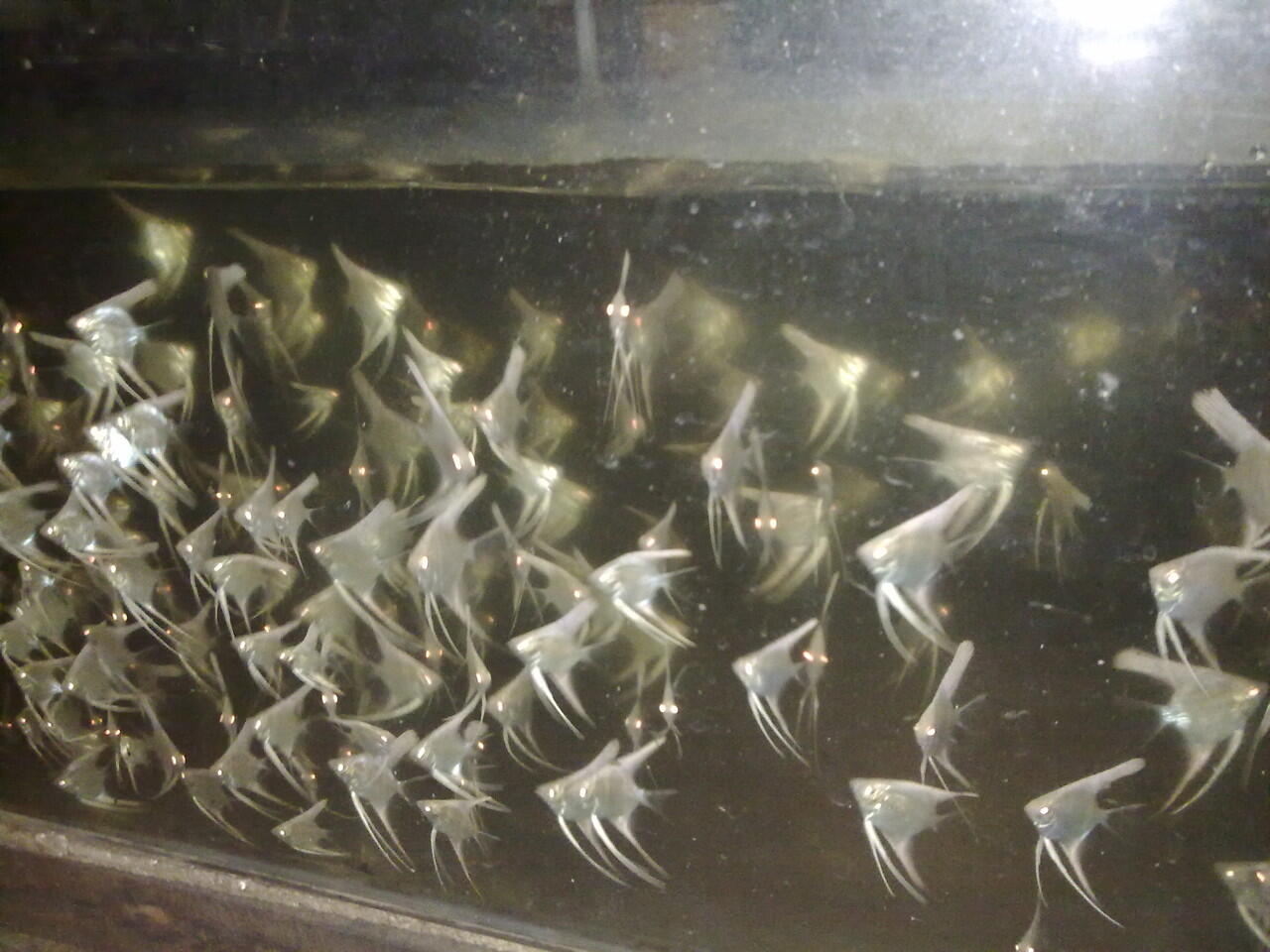 Suplaier ikan hias air tawar TERMURAH masuk gan!!!!