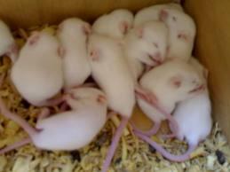 TIKUS PUTIH