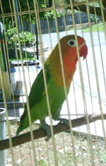 LB---LOVEBIRD siapan... murahhhhh---LB