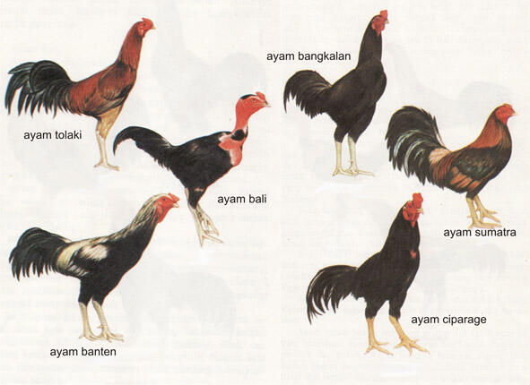 Analisa Ternak Ayam Jawa Asli