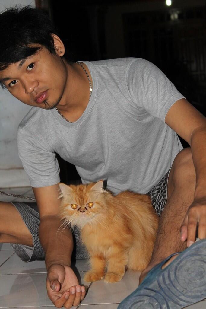 Kucing Persia super pueseeek !!!