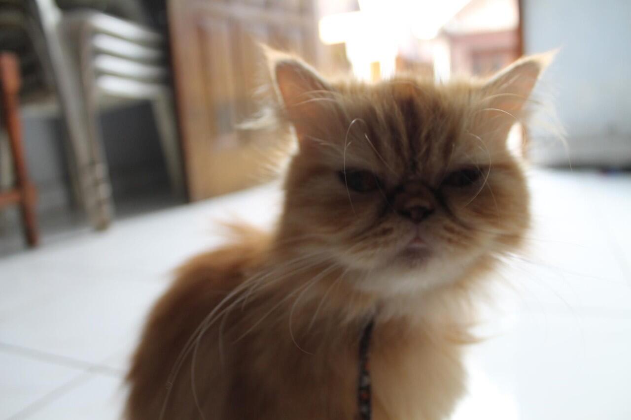 Kucing Persia super pueseeek !!!