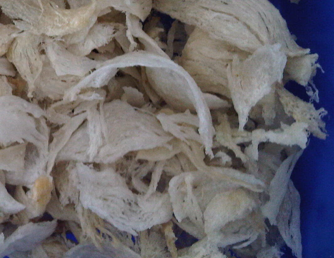 Jual / Sell Sarang Burung Walet ( birdnest )