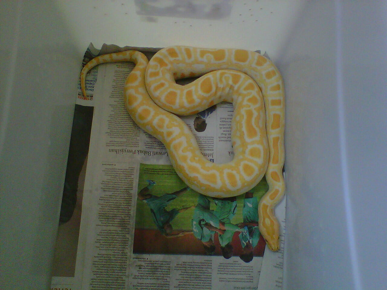 jual albino het green dan retic unik