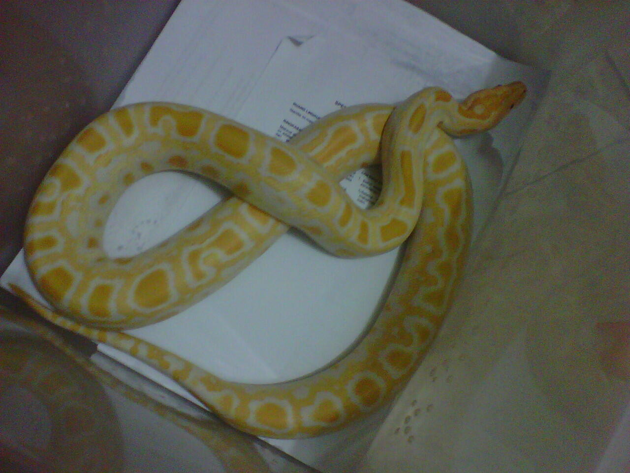 jual albino het green dan retic unik