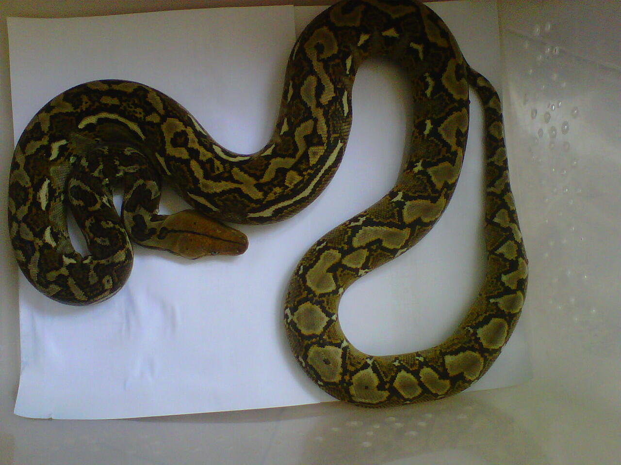 jual albino het green dan retic unik
