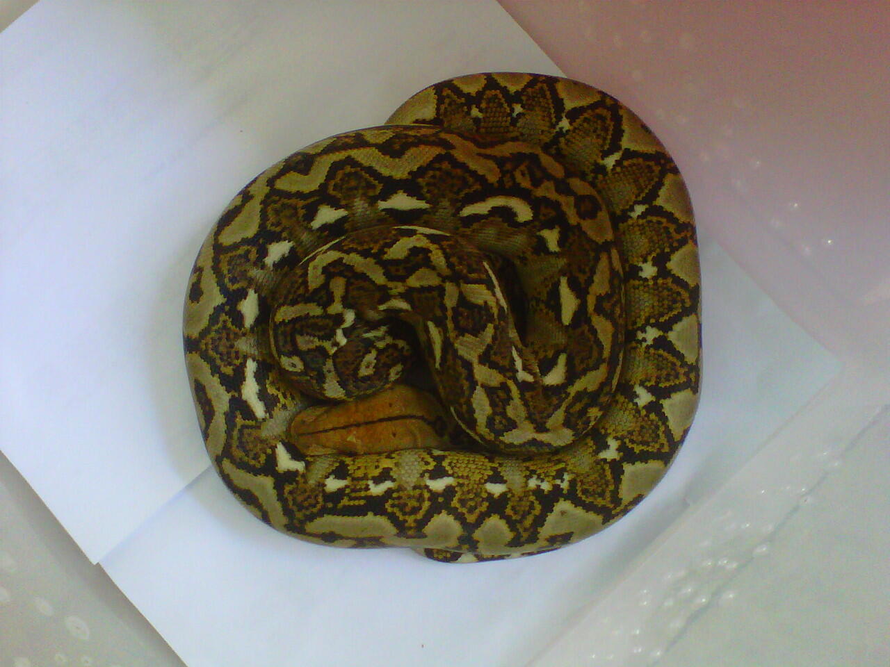 jual albino het green dan retic unik