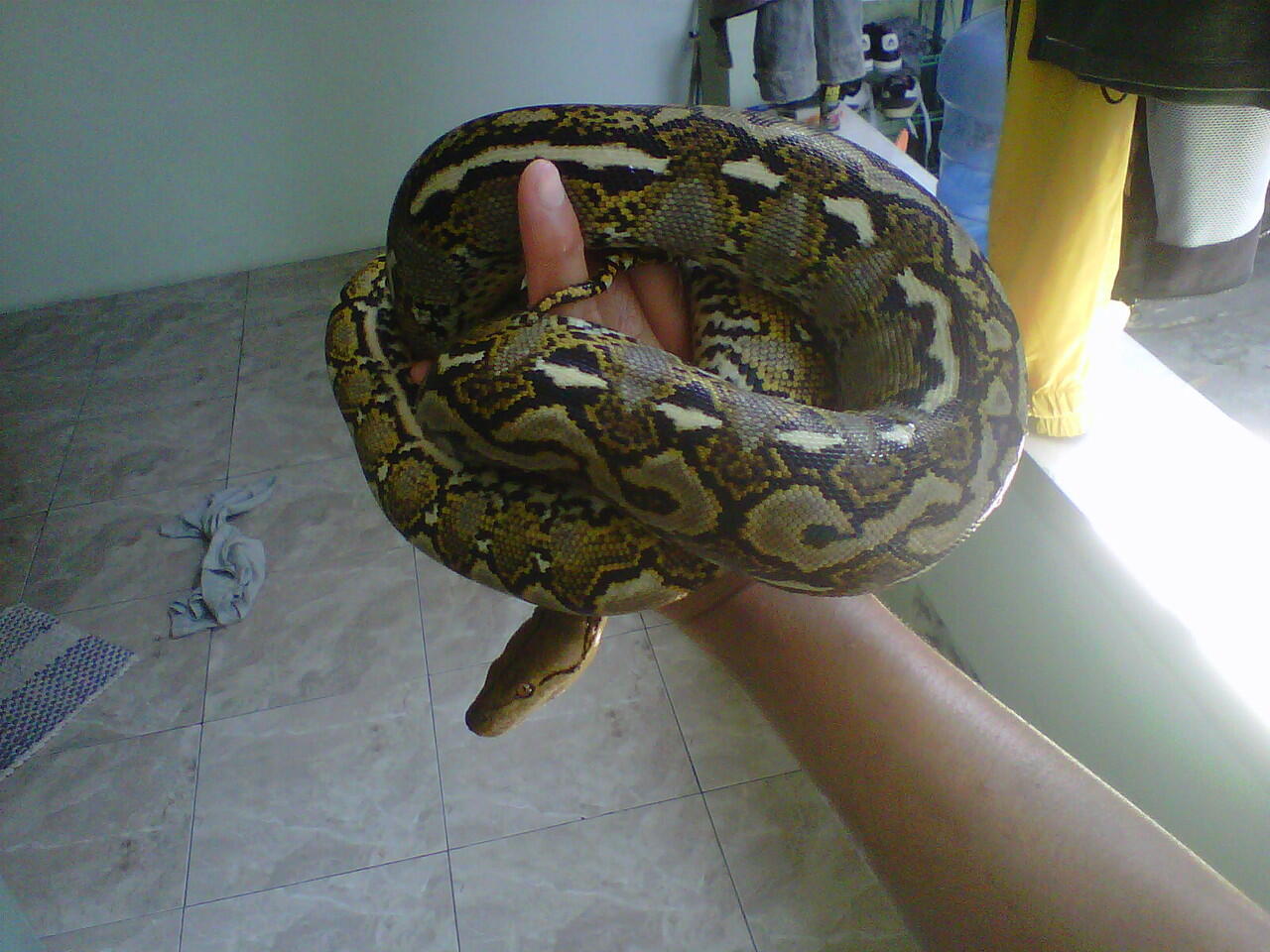 jual albino het green dan retic unik