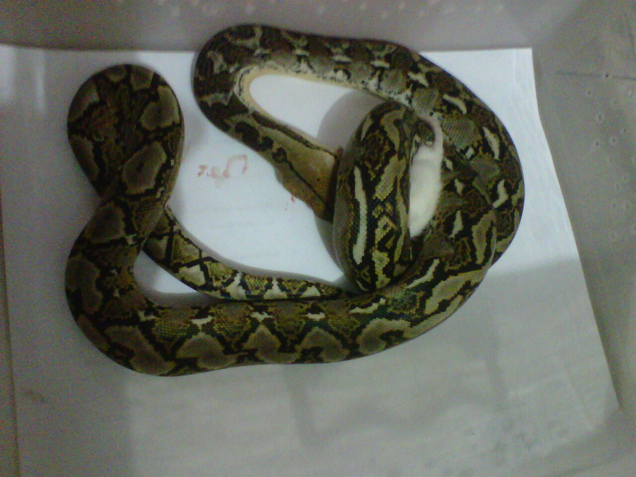 jual albino het green dan retic unik