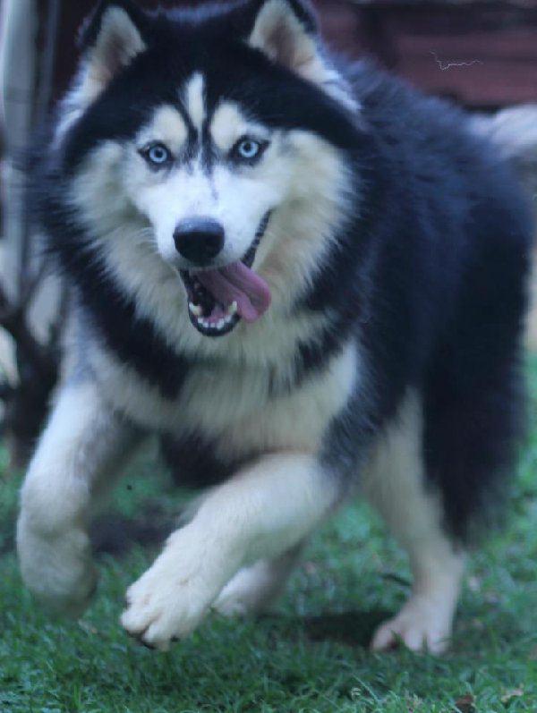 ready for booked siberian husky good quality (BANDUNG)