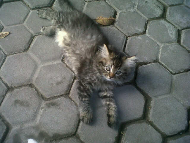 JUAL SANTAI kucing anggora bulu panjang kitten lucu, imut, sehat & MMMUUUURRAAAAHHH