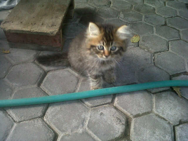 JUAL SANTAI kucing anggora bulu panjang kitten lucu, imut, sehat & MMMUUUURRAAAAHHH