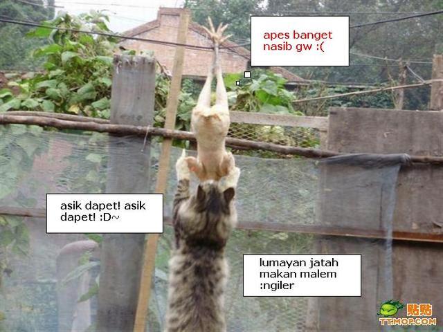 Gokil gan!! Kucing Lokal vs Kucing Impor