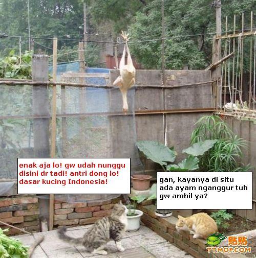 Gokil gan!! Kucing Lokal vs Kucing Impor