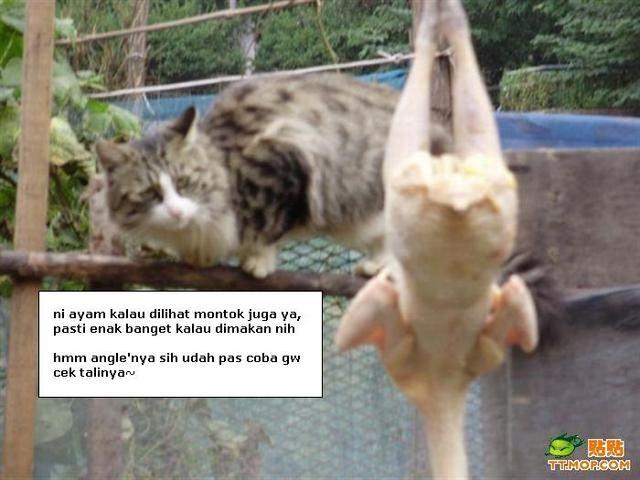 Gokil gan!! Kucing Lokal vs Kucing Impor