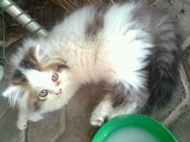 JUAL SANTAI kucing anggora bulu panjang kitten lucu, imut, sehat & MMMUUUURRAAAAHHH