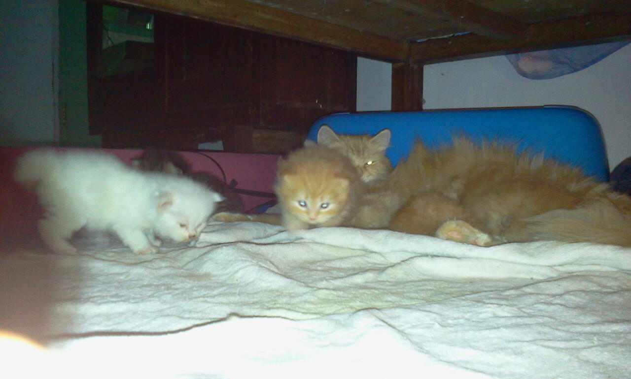 JUAL KUCING PERSIA KITTEN