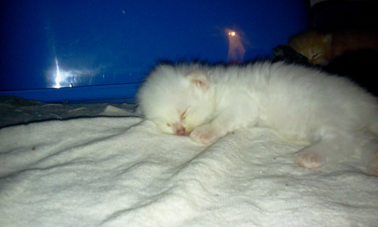 JUAL KUCING PERSIA KITTEN