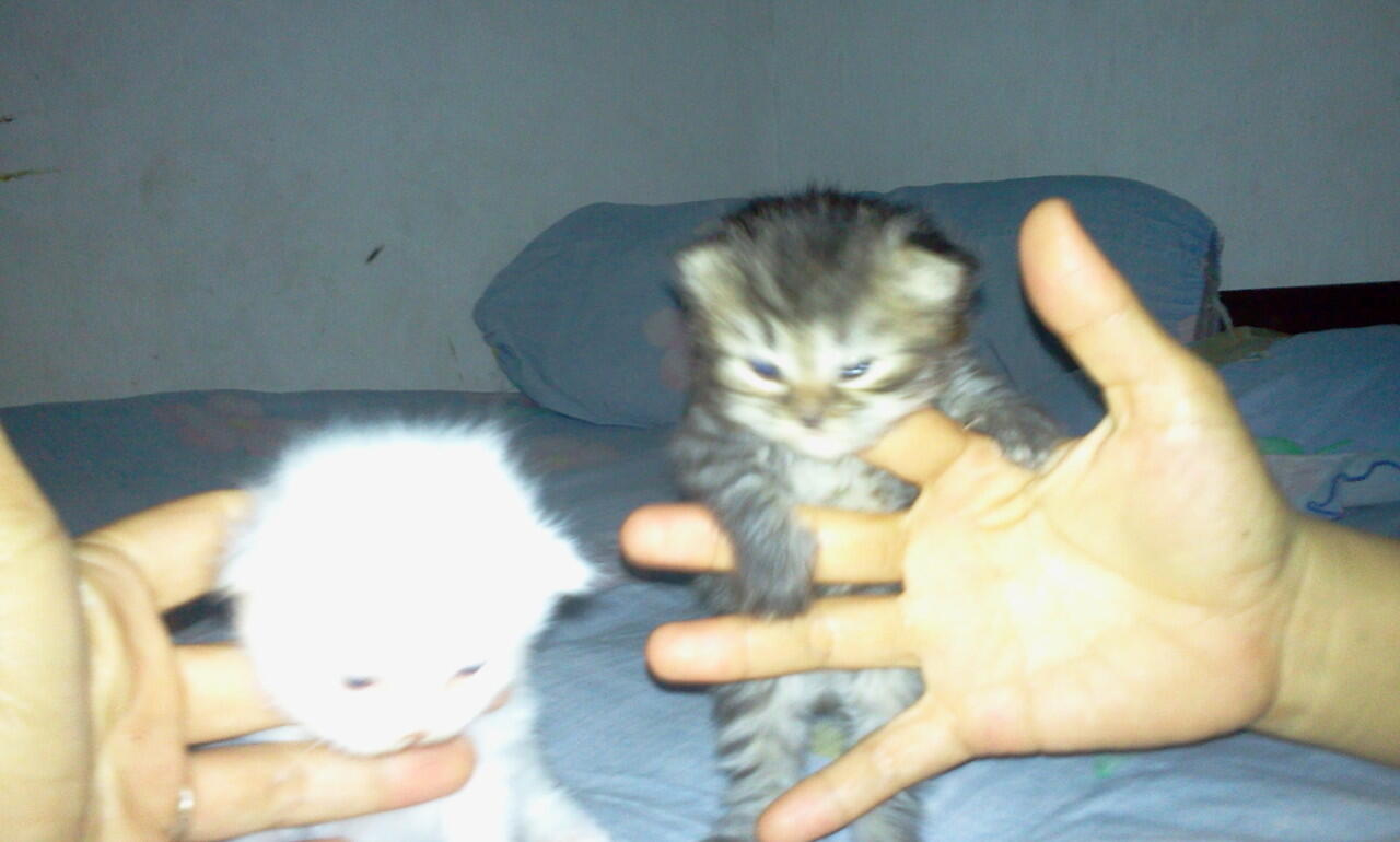 JUAL KUCING PERSIA KITTEN