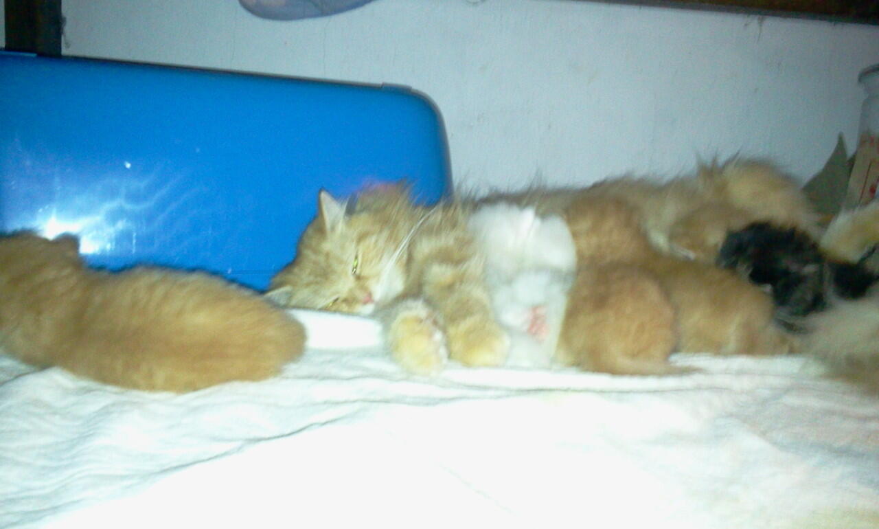 JUAL KUCING PERSIA KITTEN