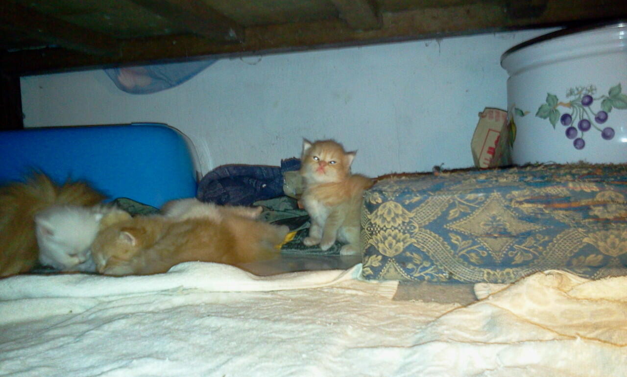 JUAL KUCING PERSIA KITTEN