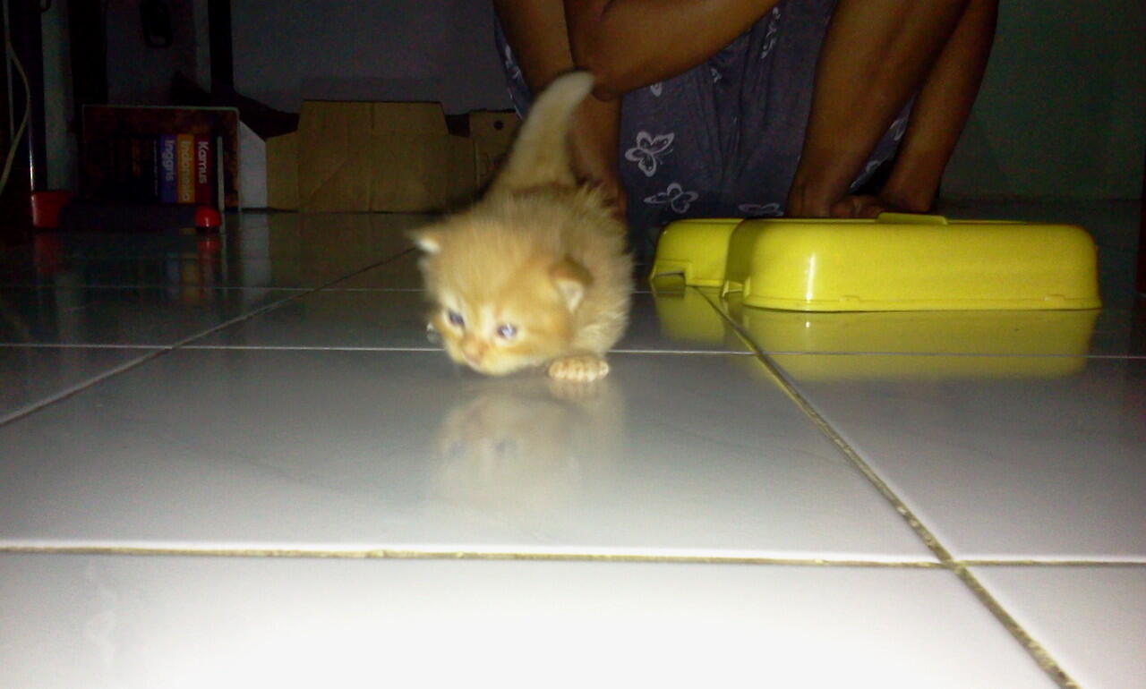 JUAL KUCING PERSIA KITTEN