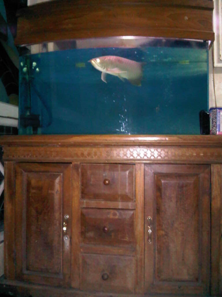 JUAL ARWANA RED BANJAR 45cm - (BANDUNG)