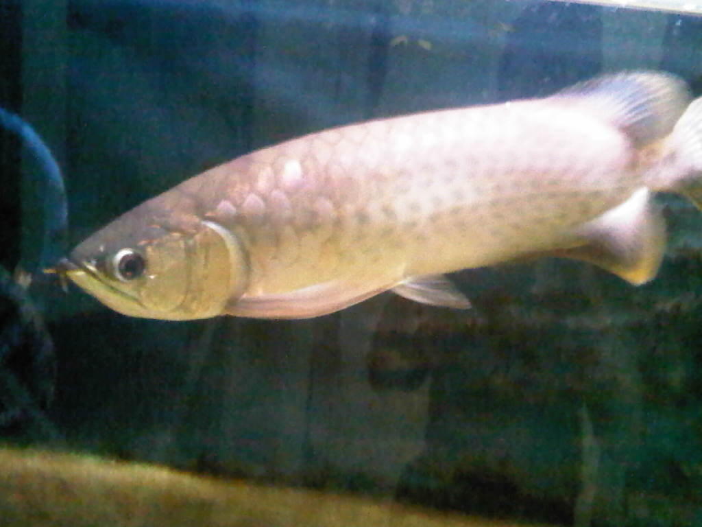 JUAL ARWANA RED BANJAR 45cm - (BANDUNG)