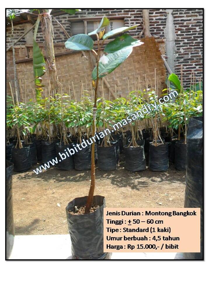 Bibit Durian Montong Bawor Banyumas  KASKUS ARCHIVE